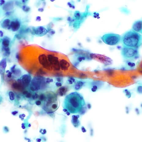臨床細胞学の健全な発展普及と進歩のために
