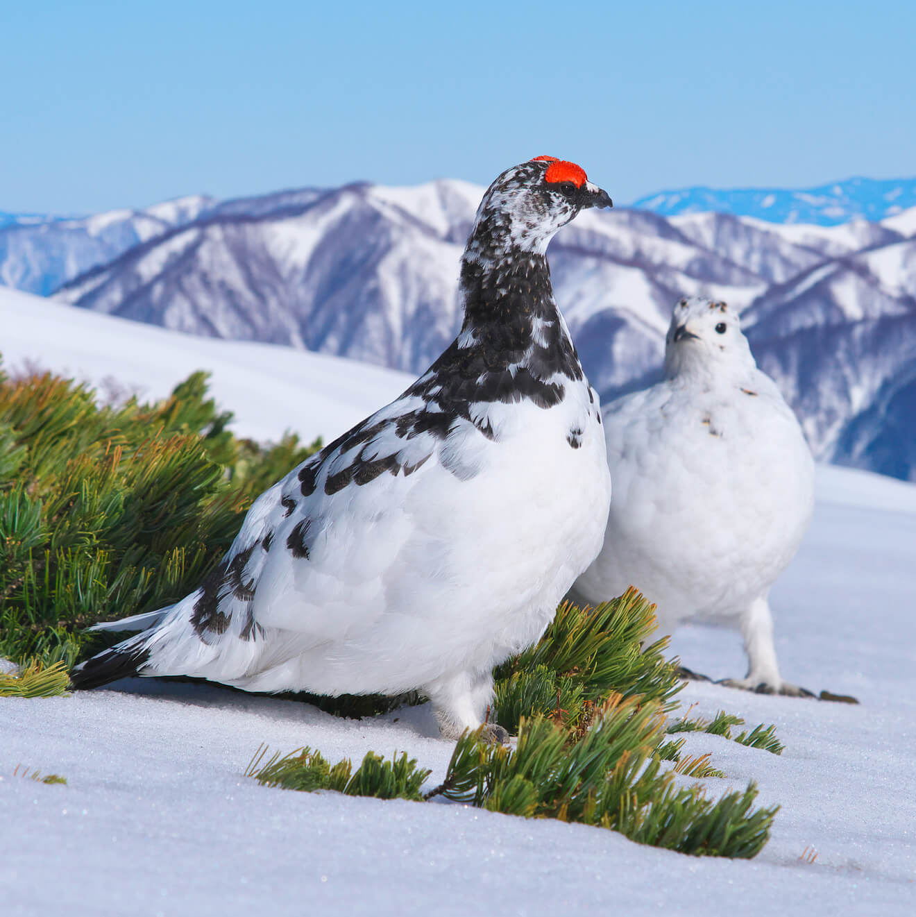 臨床細胞学の健全な発展普及と進歩のために